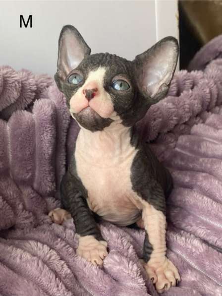 Канадский сфинкс в Москве фото 3