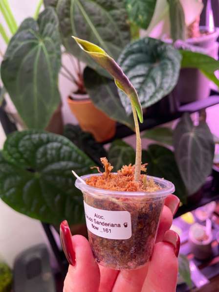 Алоказия Псевдосандериана в Азове фото 3