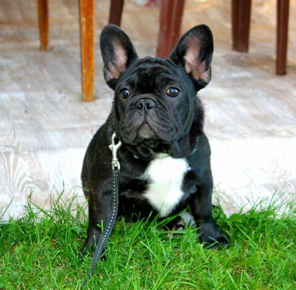 Подрощенные девочки (РКФ) в Москве фото 14