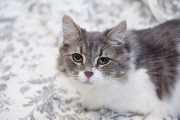 Пушистая Принцесса в дар в Москве фото 6