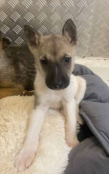 7 очаровательных щенят в дар в Москве