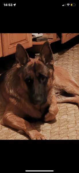 Продаются щенки