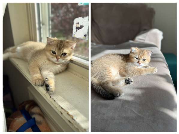 Шотландские котятв
