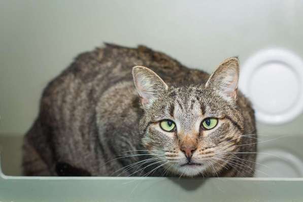 Вера - кошка с изюминкой в самые добрые руки! в Москве фото 6