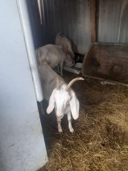 Козы в Энеме фото 5