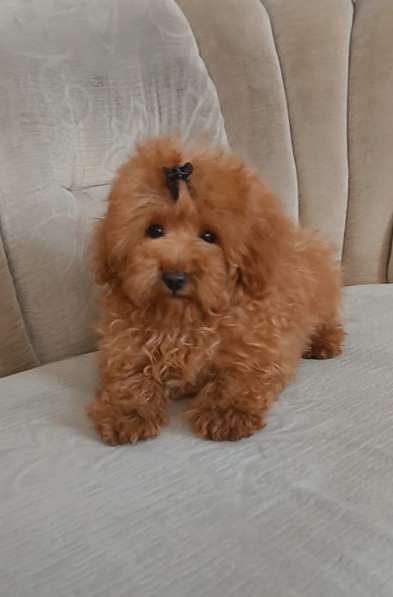 Poodle teacup. Red boy