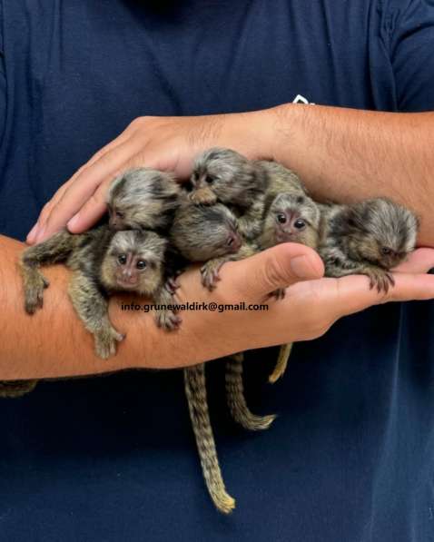 МАРМОЗЕТКИ НА ПРОДАЖУ в Санкт-Петербурге фото 4