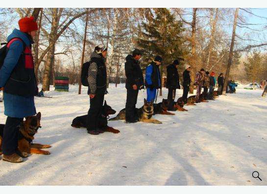 дрессировка собак в Омске в Омске фото 3