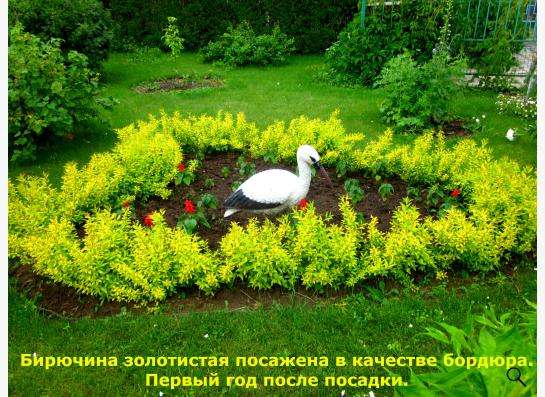 Саженцы бирючины золотистой в Калуге фото 9