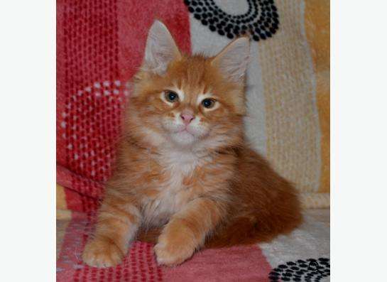 Породистые котята в Кисловодске фото 10