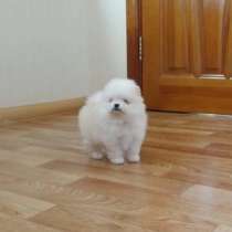 Померанский шпиц мини девочка, в г.Варшава