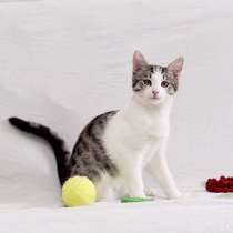 Крис &mdash; главный приз! Котенок в добрые руки, в Москве