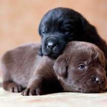 Лабрадор Горно Алтай, в Горно-Алтайске