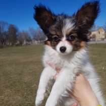 Papillon Puppy, в г.Рига