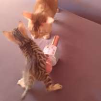 Продам котят породы Бенгал, в Уссурийске