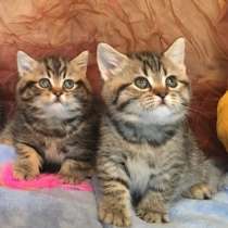 Британские котята, в Санкт-Петербурге