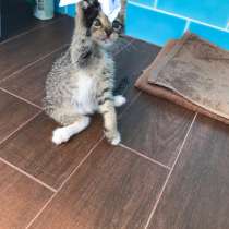 Срочно нужены любящие хозяева, в Москве