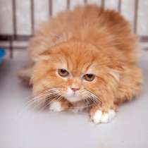 Мечтательный Нарцисс желает обрести верного друга, в Москве