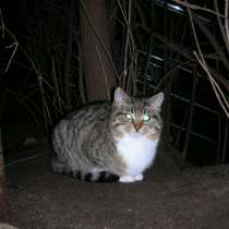 В добрые руки, в Москве