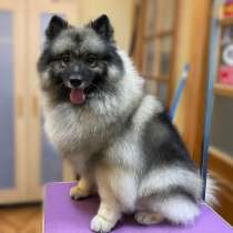 Вольфшпиц Лиза ищет дом!, в Москве