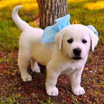 Лабрадор Кострома, в Костроме