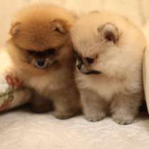 Шпиц Чита, в Чите