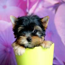 Йоркширский терьер Новокузнецке, в Новокузнецке