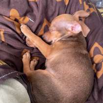 Тойчики, в Москве