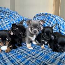 Щенки чихуахуа, в Нижнем Новгороде