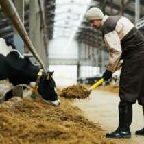 Скотник на ферму КРС, в Москве