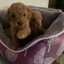 Щенки Той-Пуделя 05.11.25г, в Ставрополе