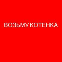 ВОЗЬМУ КОТЕНКА, в г.Брно