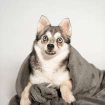 Аляскинский кли-кай Волчек в добрые руки, в Москве