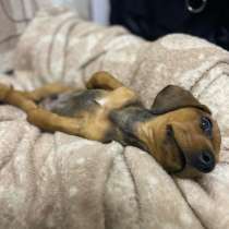 Продажа щенка, в Красноярске