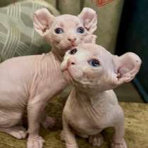 Котёнок сфинкс эльф, в Анапе