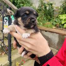 Щенки, в Ставрополе