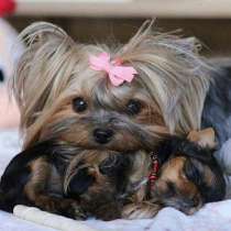 Йоркширский терьер Новокуйбышев, в Новокуйбышевске