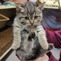 Мини-тигренок Рыся, милейший полосатый котенок в добрые руки, в г.Москва