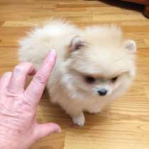Тикапупс- самый маленький шпиц в мире!, в Москве