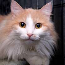 Робкая Ницца в поисках надежного друга, в Москве