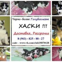 Красивых хасят разных окрасов продаю, в Йошкар-Оле