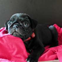 Мопс Абакан, в Абакане