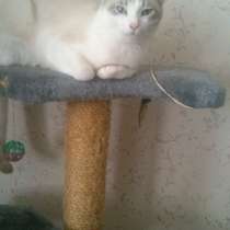 Кошка Кейси 10 месяцев, в Йошкар-Оле