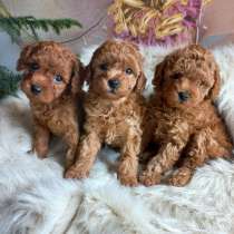 Той пудель. Toy poodle, в г.Гамбург