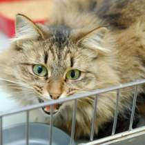 Харизматичная Монтсеррат в поисках своего человека, в Москве