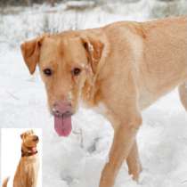 Пёс из мультика ищет дом, в Москве