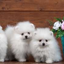 Шпиц Новокуйбышев, в Новокуйбышевске