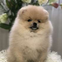 Щенки померанского шпица мальчики и девочки, в Ярославле