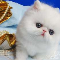 Персидский котенок белого окраса с медными глазами, в Москве