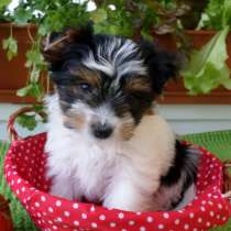 Щенки, продажа, в Санкт-Петербурге